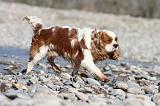 CAVALIER KING CHARLES 231